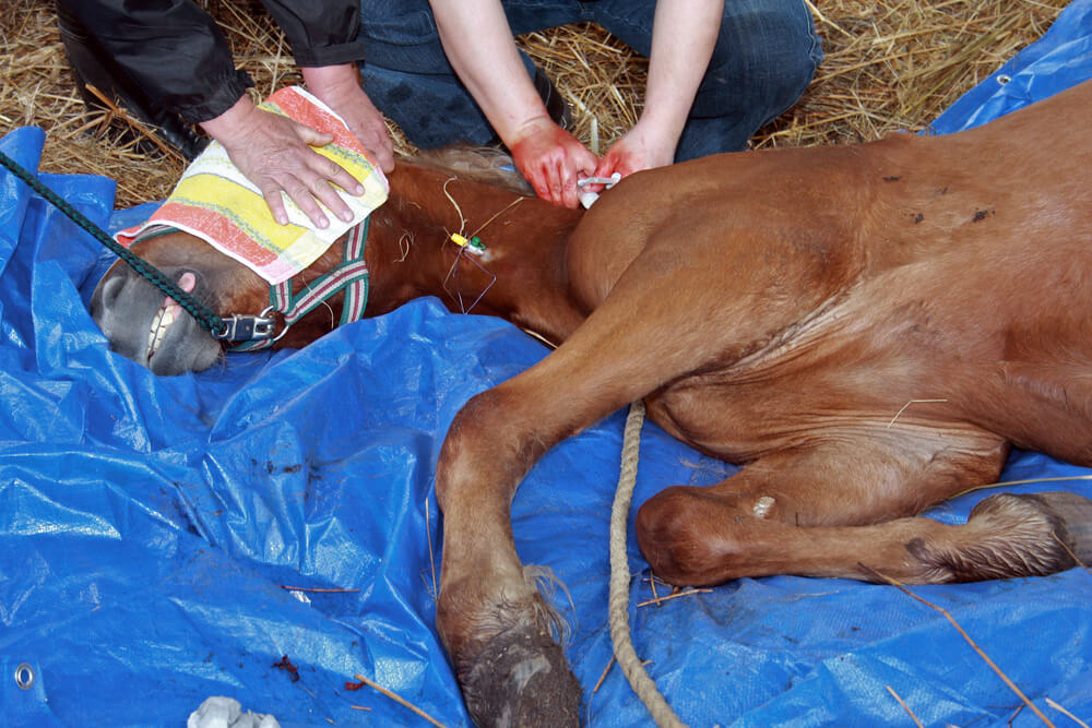 chirurgie terrain equine