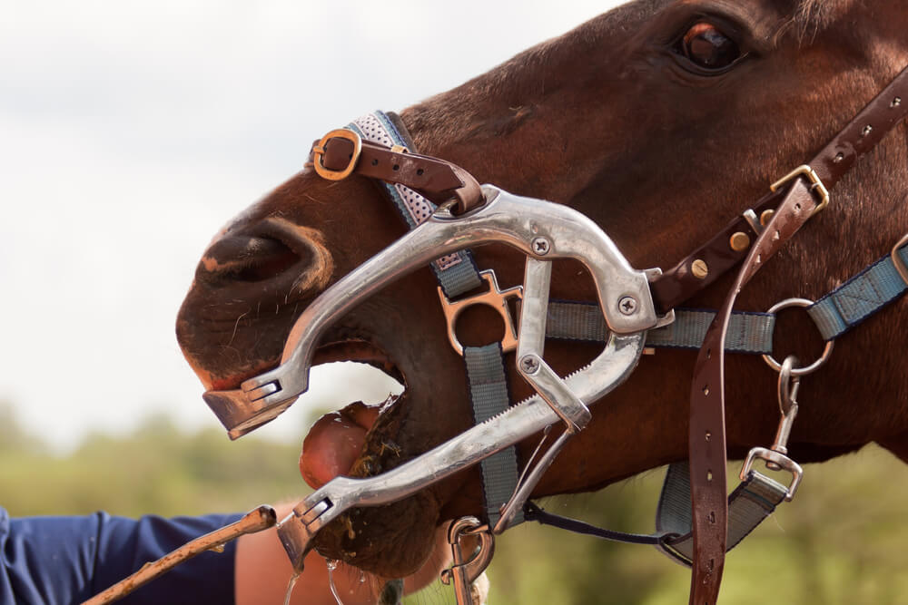 dentisterie cheval